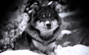 Wolf_with_blue_eyes