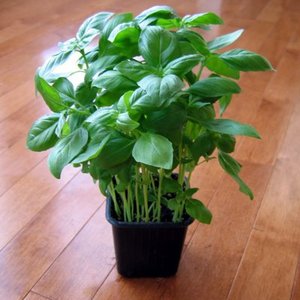 Basil